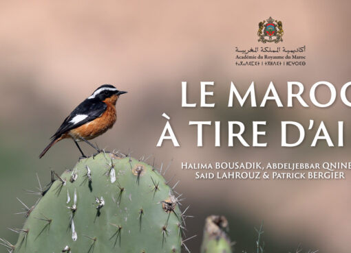 المغرب في رفة جناح