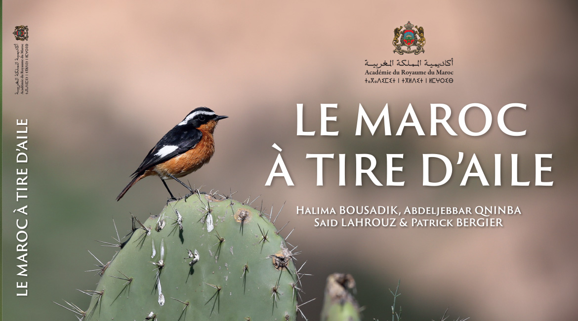 المغرب في رفة جناح