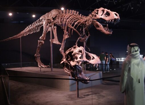 متحف التاريخ الطبيعي في أبوظبي