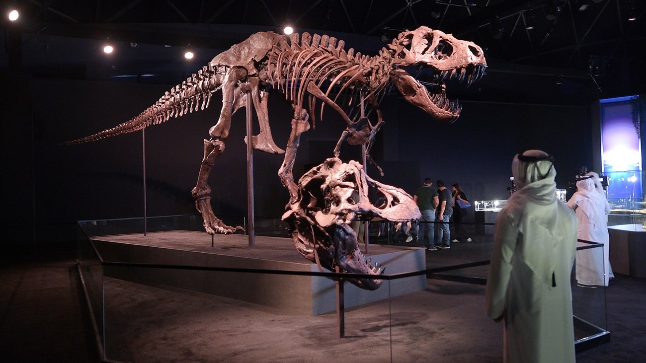 متحف التاريخ الطبيعي في أبوظبي