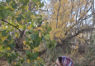 فريدة عدنان