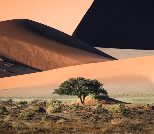 جوائز سوني العالمية للتصوير الفوتوغرافي