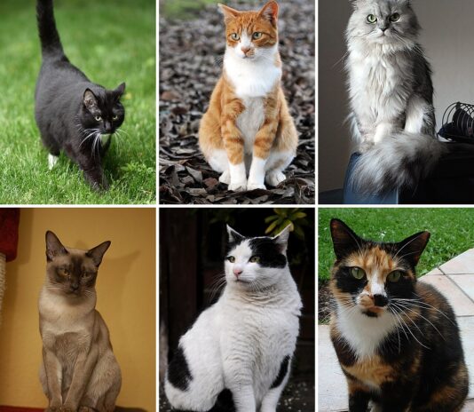 تصوير القطط